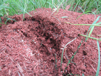 康凈公司欽州分公司成立